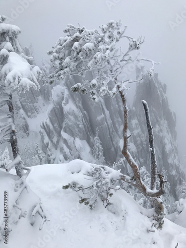 snow-covered tree on the background of rocks
