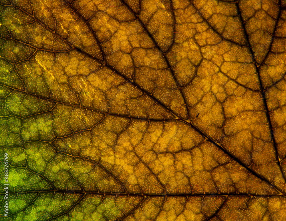 Obraz premium A photo of the anatomy of a late autumn leaf, paying attention to the arrangement of conductive bundles, commonly known as leaf nerves. The falling leaves of green plants come from Podlasie in Poland.