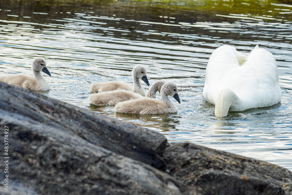 Fototapeta premium Mute swan (Cygnus olor) bird family with cygnets swimming together in the Baltic sea