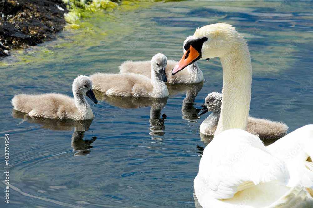 Obraz premium Mute swan (Cygnus olor) bird family with cygnets swimming together in the Baltic sea