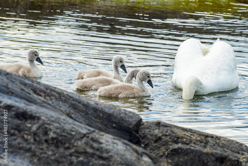Mute swan (Cygnus olor) bird family with cygnets swimming together in the Baltic sea © Simon