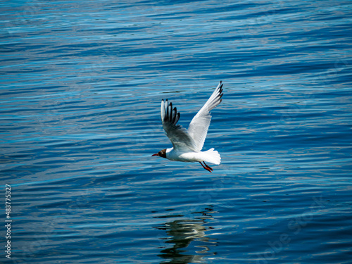 Black-headed gull flying close to the water. Reflection. Surface. © Simon