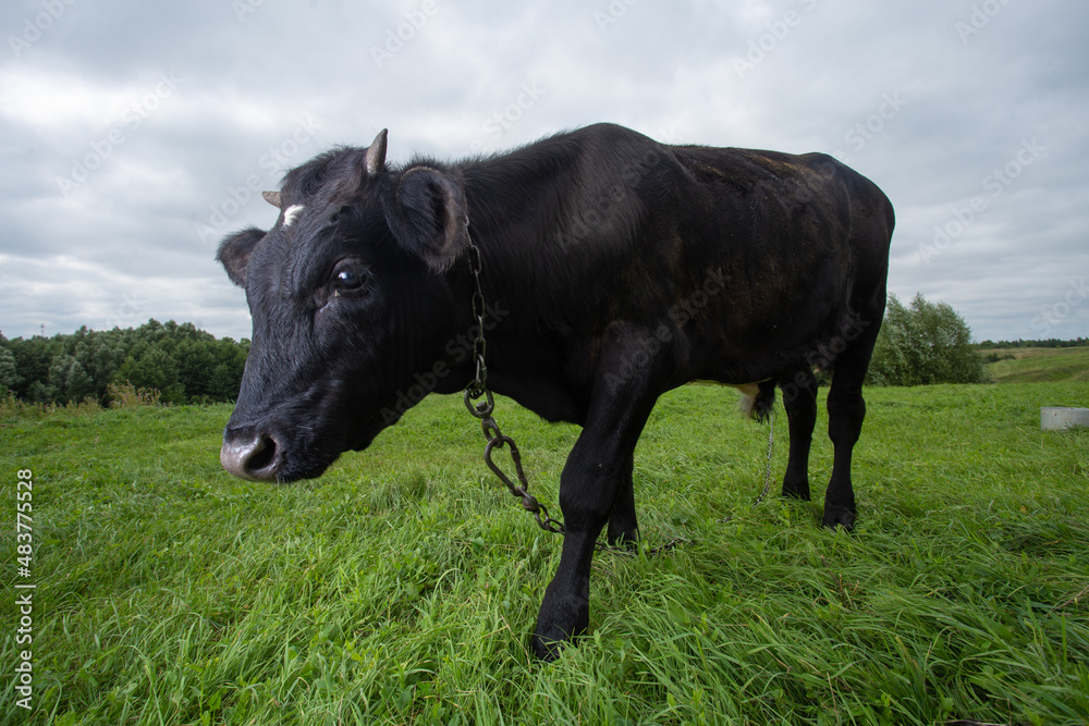 Beautiful cow grazing in a green meadow in the village Beautiful cow grazing in a green meadow in the village