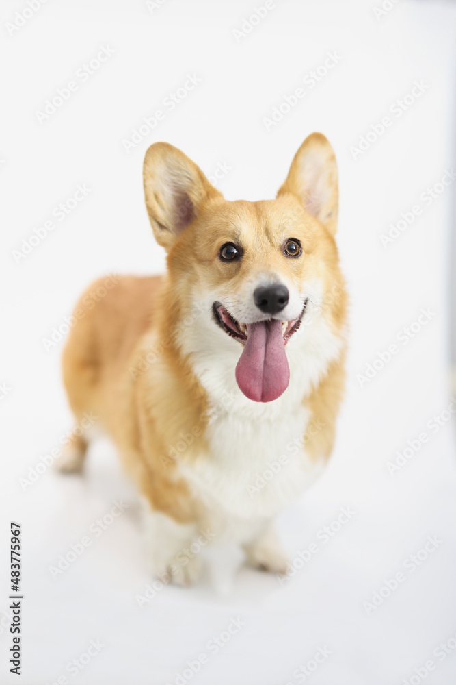 Red-haired corgi dog on a white background