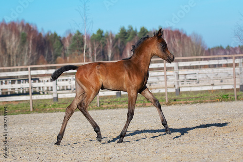 Young pretty arabian horse foal runs and frolics summer background