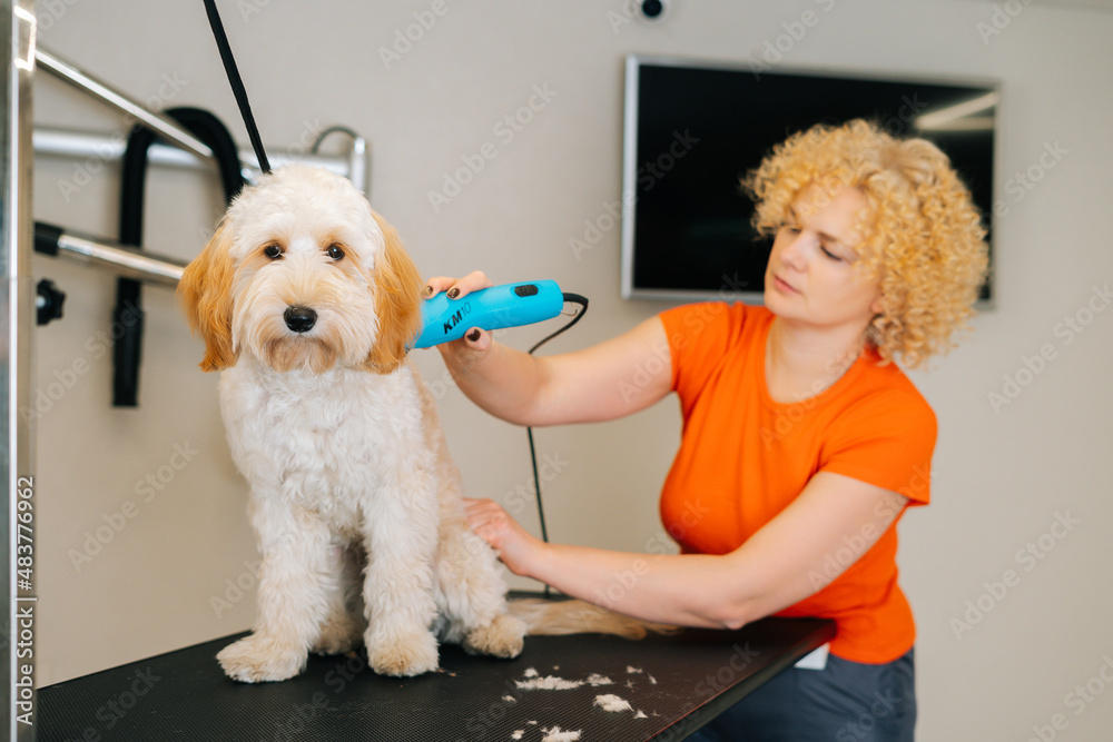 Portrait of adorable curly Labradoodle dog looking at camera, female groomer  cutting by haircut machine for animals at table in grooming salon. Purebred  pet getting haircut with shaving machine. Photos | Adobe