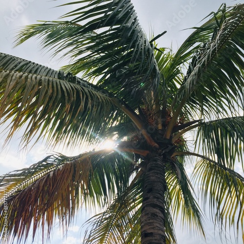 Fototapeta Naklejka Na Ścianę i Meble -  The light of the midday sun shines through the gaps in the leaves of the coconut trees at a height.