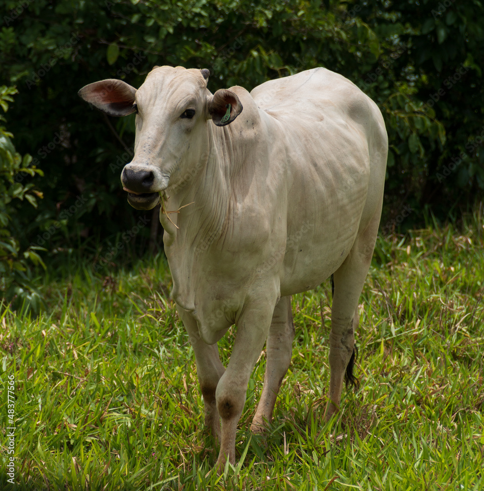 white nelore cattle in the pasture of a brazilian farm white nelore cattle in the pasture of a brazilian farm