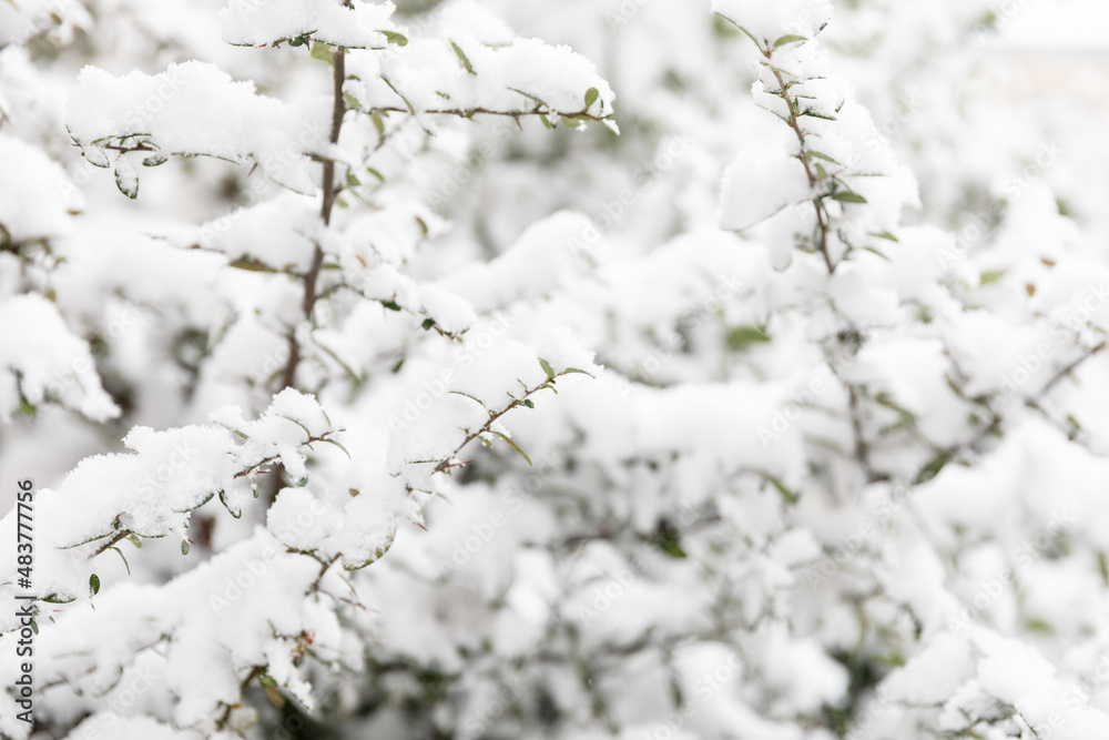 Green tree under the snow. Concept of climate change, ice age, abnormal weather on the planet. Soft focus. Green tree under the snow. Concept of climate change, ice age, abnormal weather on the planet. Soft focus.