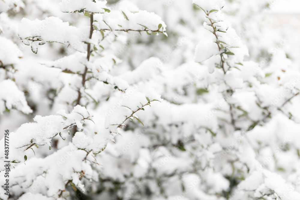 Green tree under the snow. Concept of climate change, ice age, abnormal weather on the planet. Soft focus.