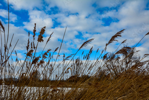 Reeds against the blue sky .river reeds against the blue sky