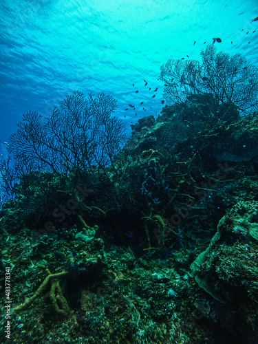 An underwater view of the Palancar reef, Cozumel, Mexico photo