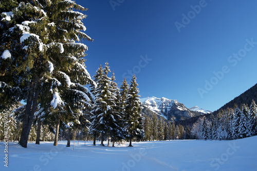 Row with snow-covered pine trees in a tranquil winter landscape