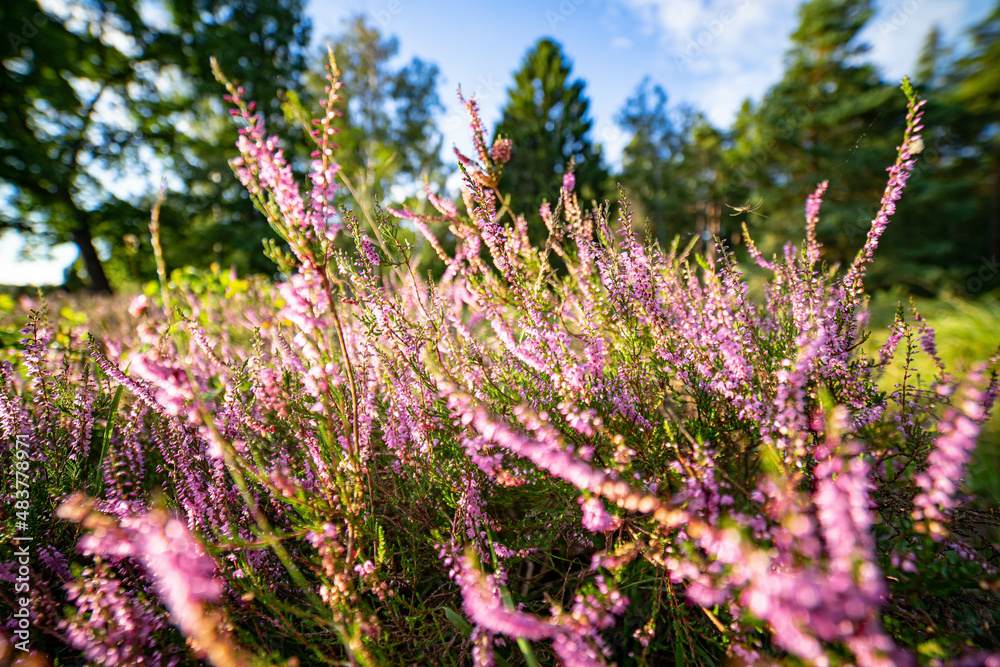 Obraz premium heath landscape in summerwith sunshine