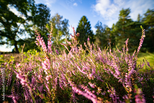 heath landscape in summerwith sunshine