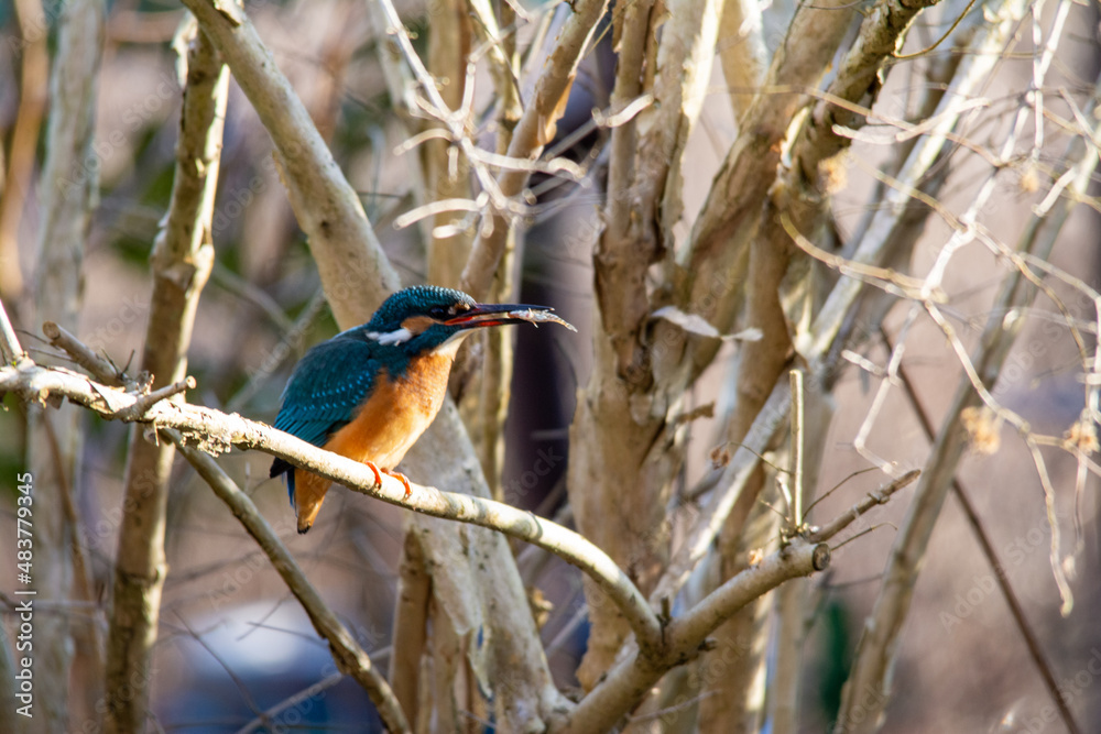 Eisvogel mit kleiner Groppe im Schnabel Eisvogel mit kleiner Groppe im Schnabel