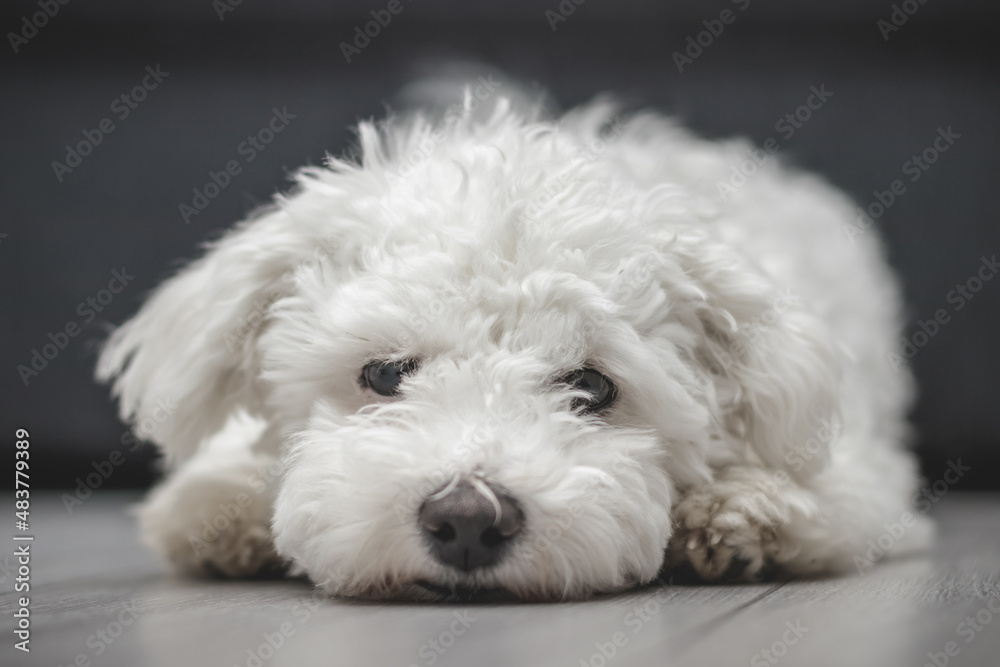 Happy purebred Bichon frise dog laying on the floor. Funny white puppy looking at the camera