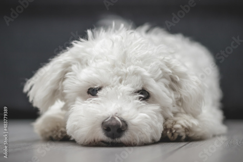 Happy purebred Bichon frise dog laying on the floor Fototapet