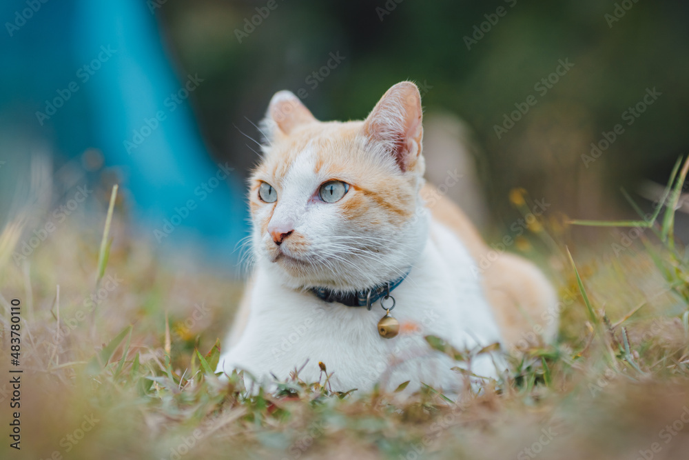 Cute orange cat at the backyard garden