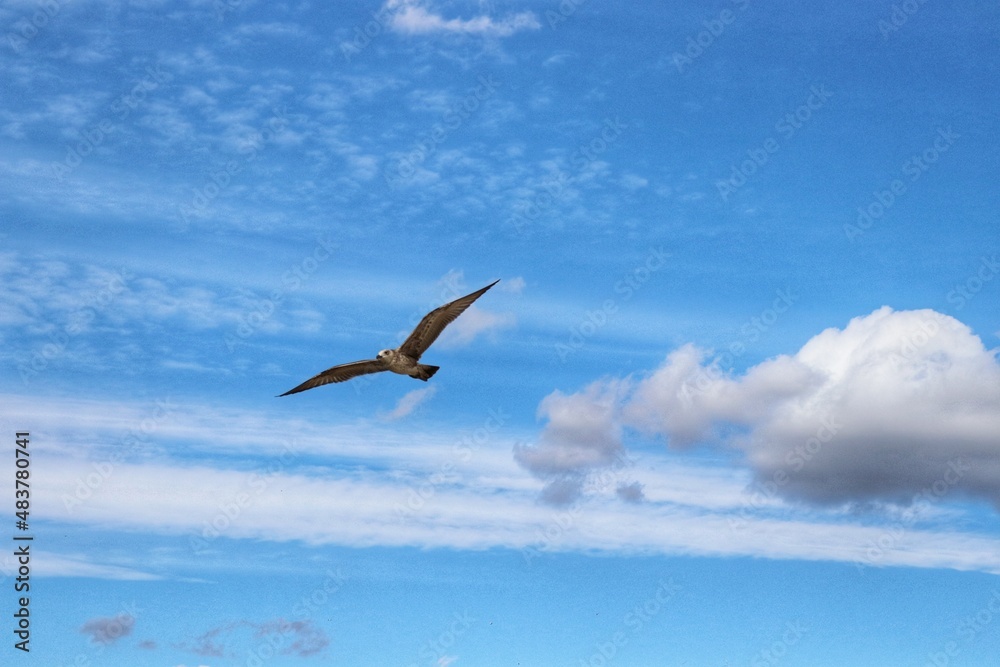 Fototapeta premium seagull in flight