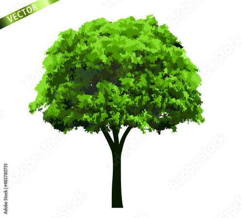 Green Tree Isolated on White Background. Vector outline Illustration. 