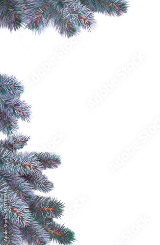 Winter Christmas tree branches, covered with hoarfrost, with needles, hand-drawn. Digital illustration