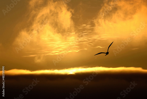 Seagull flying into sunset.