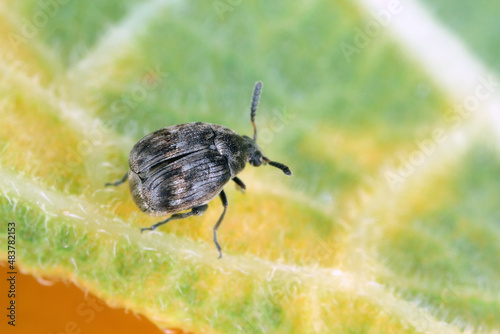 A small beetle of the Bruchinae family on a leaf. It is a seed pest of plants in the bean family Fabaceae 