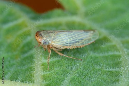 Tiny leafhopper from the family Cicadellidae on a leaf.