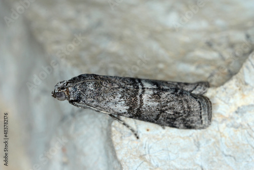 Adult Pyralid Snout Moth of the Family Pyralidae on wall. photo
