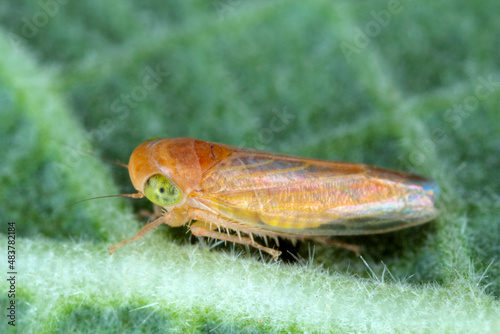 Grypotes puncticollis leafhopper from the family Cicadellidae.