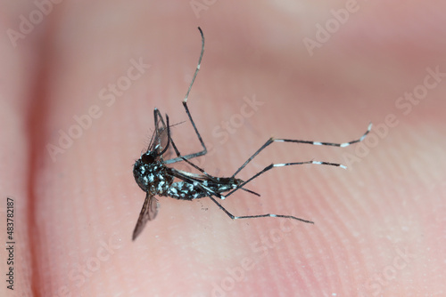 Close up Aedes albopictus, Stegomyia albopicta, in Asia as Tiger Mosquito, Forest Mosquito, One dead mosquito on hand, Insect carrier malaria, dengue fever, Zika, Chikungunya photo