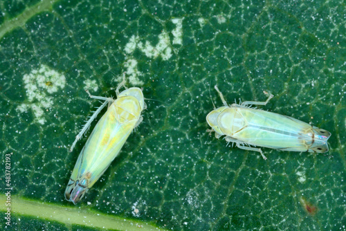 Zyginella pulchra - leafhopper (Cicadellidae) on a the smoketree or smoke bush - Cotinus leaf in garden. Visible damage from feeding of this insect - white spots.