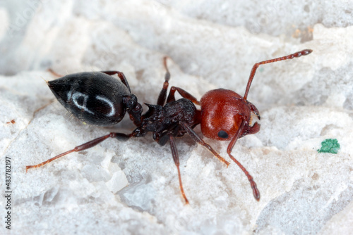 Close-up of a trio of red-headed ants (Crematogaster scutellaris) on a leaf on a building wall in Croatia Europe. photo