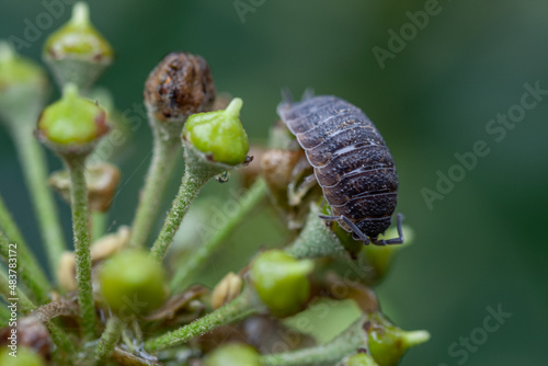 Woodlouse or Pill Bug