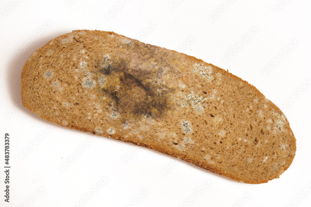 A piece of bread covered with mold. White background. A piece of bread covered with mold. White background.