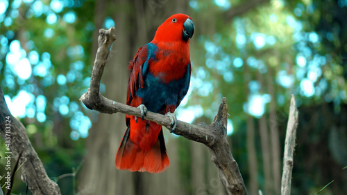 Parrot red Eclectus roratus with green feathers in the usual habitat with green grass and sprawl