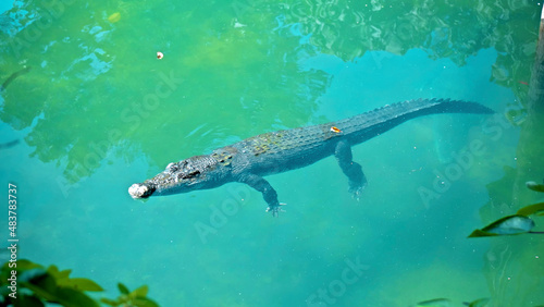 Wild African alligators float in the water  plunging to the bottom of the river