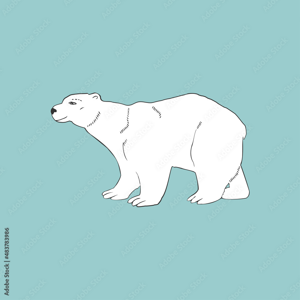 Fototapeta premium polar bear vector illustration