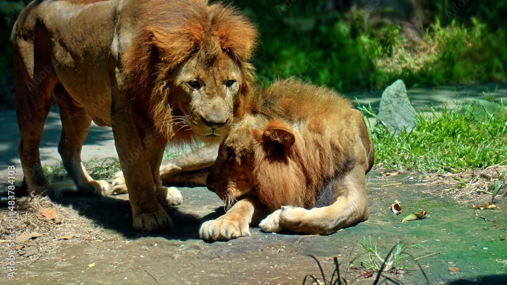 Naklejka premium Males of wild African lions in the wild with a large mane lie on the ground during the day under the rays