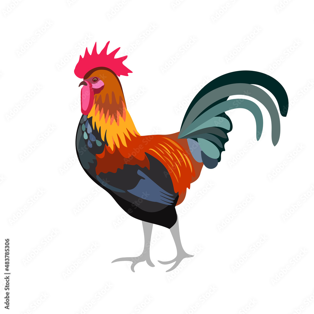 Fototapeta premium rooster isolated on white background