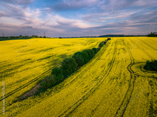 Uprawa rzepaku - wiejski krajobraz photo