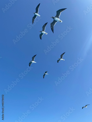 A flock of seagulls circles overhead. The birds are flying.