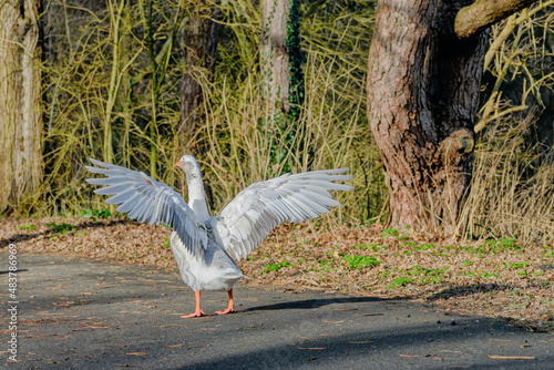 The gray goose showed the beauty of its plumage by spreading its wings.