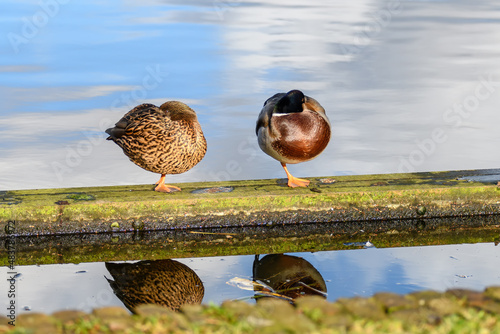 A couple of ducks are resting on a wooden beam by the lake.