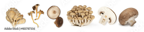 Different types of mushroom isolated on white background. BIO.