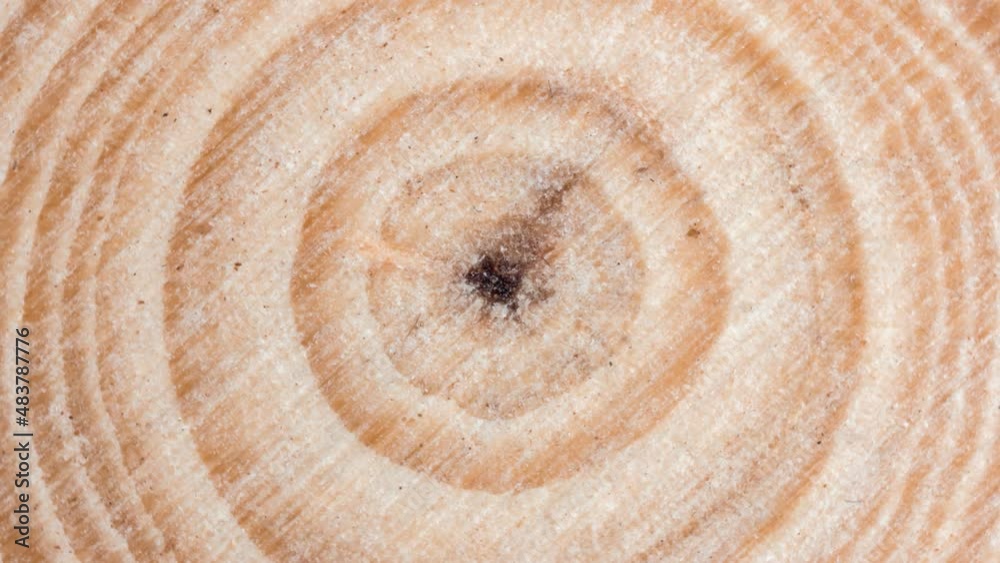 Wooden tree cut surface with organic tree rings - looping video