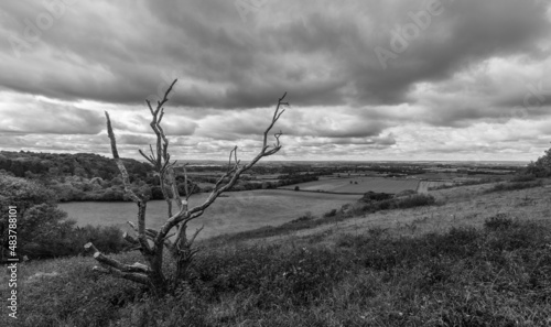 Gnarly tree and fields