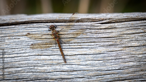Dragonfly on Wood