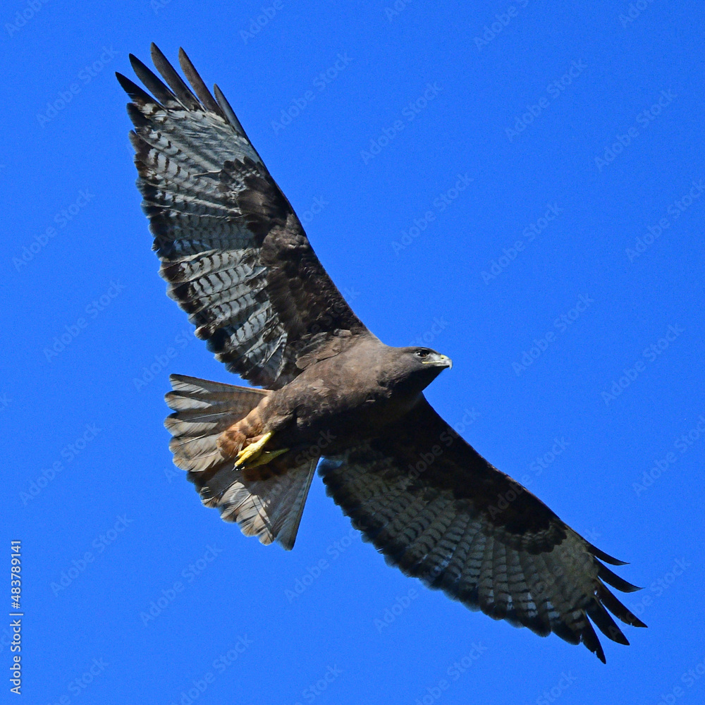 Fototapeta premium Red-tailed Hawk (Buteo jamaicensis)
